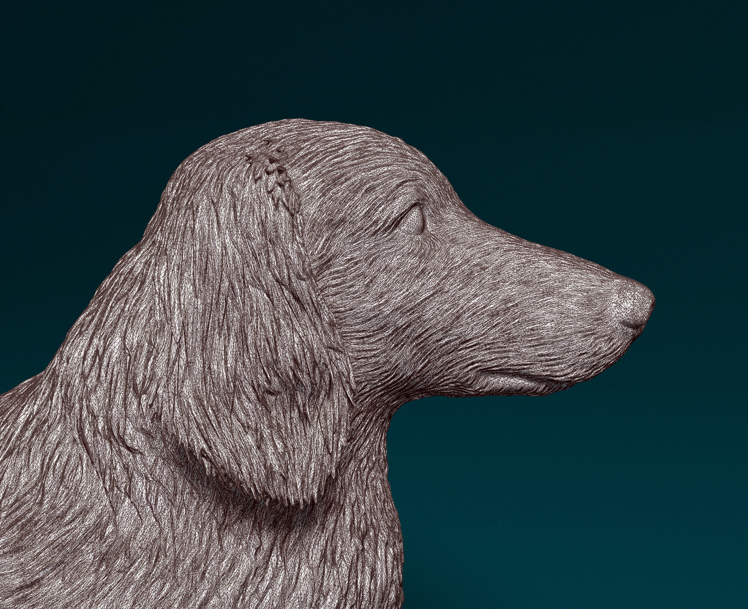 Long-haired Dachshund 3D print model_6