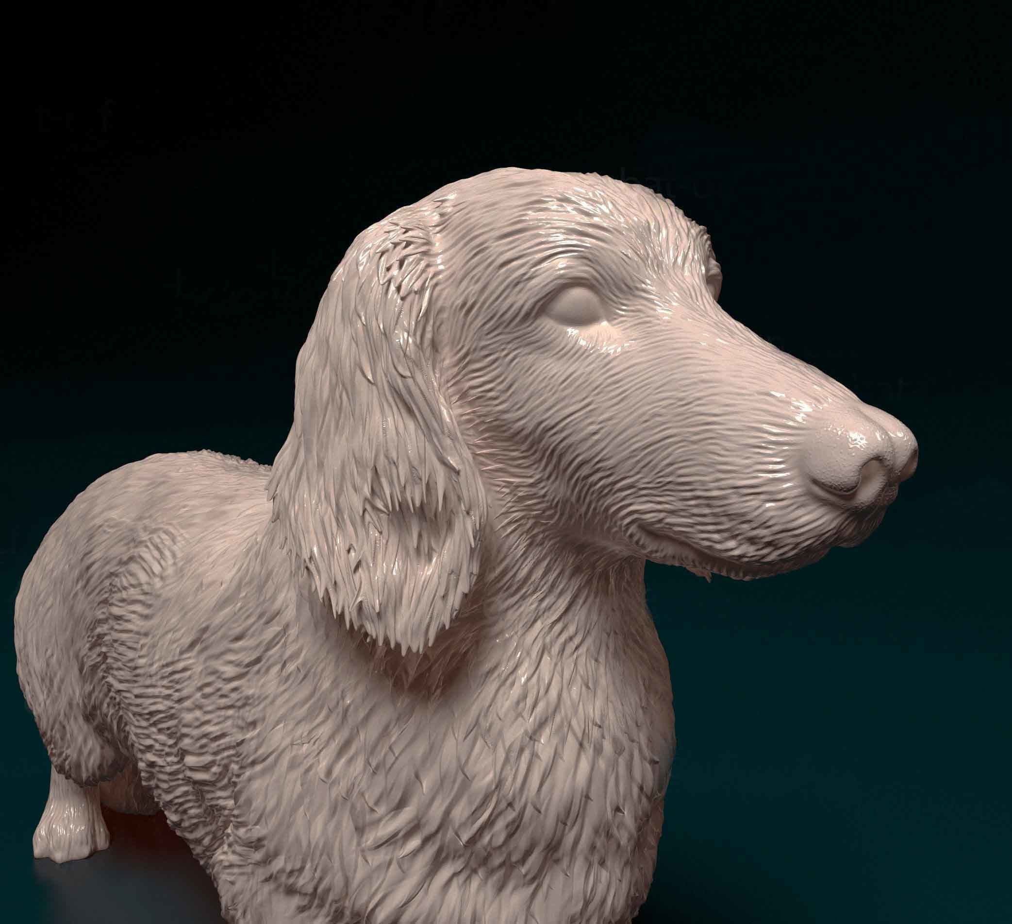 Long-haired Dachshund 3D print model_5