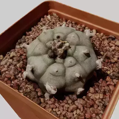 Peyote Scan