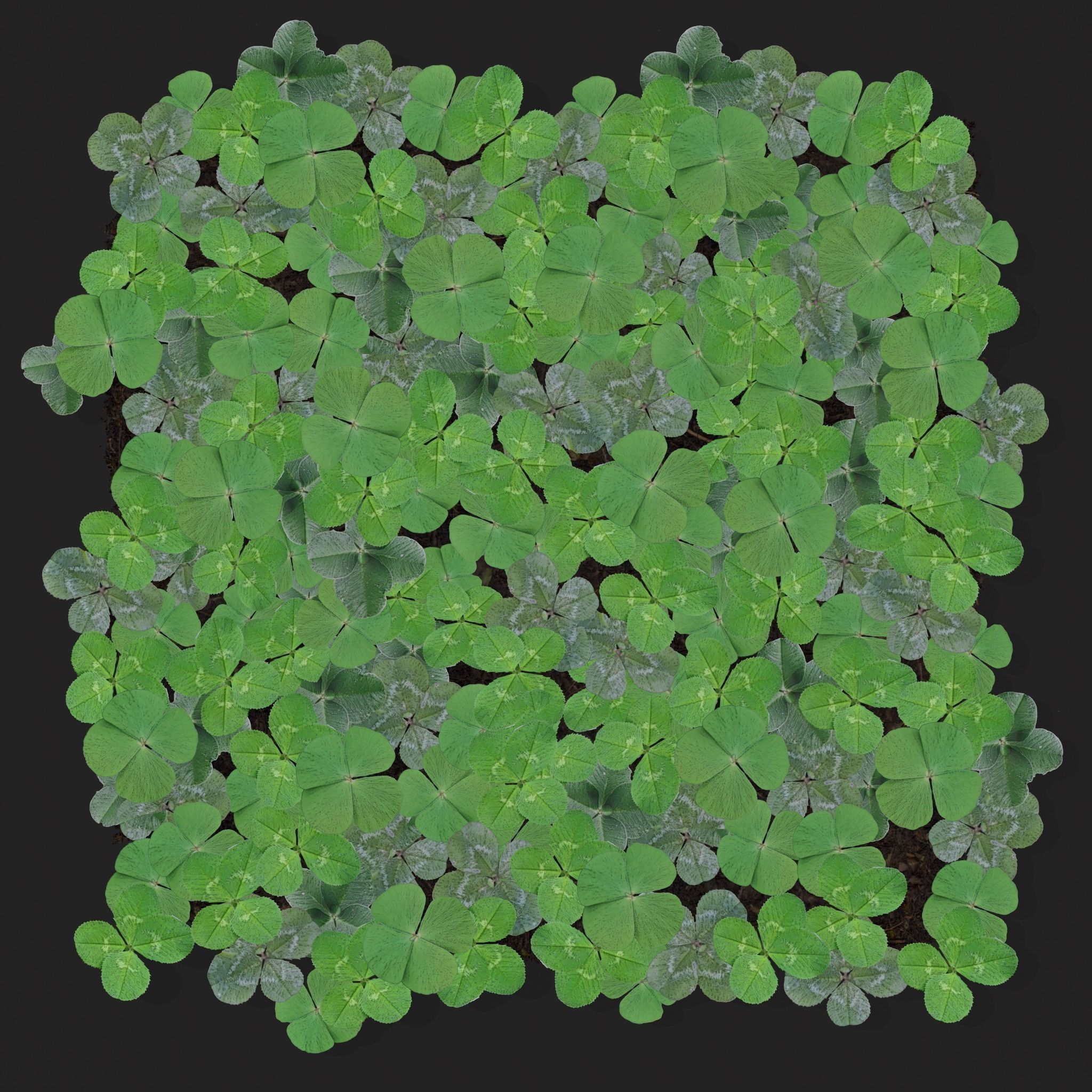 Four Leaf Clover Patch Low-poly 3D model_5