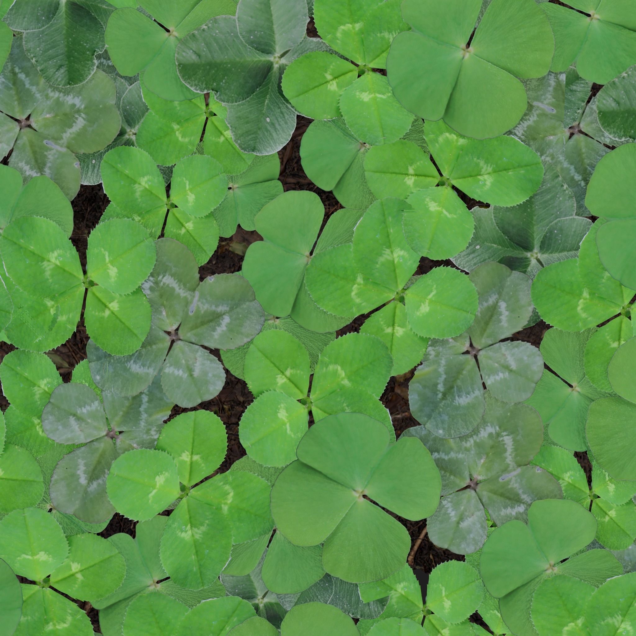 Four Leaf Clover Patch Low-poly 3D model_11