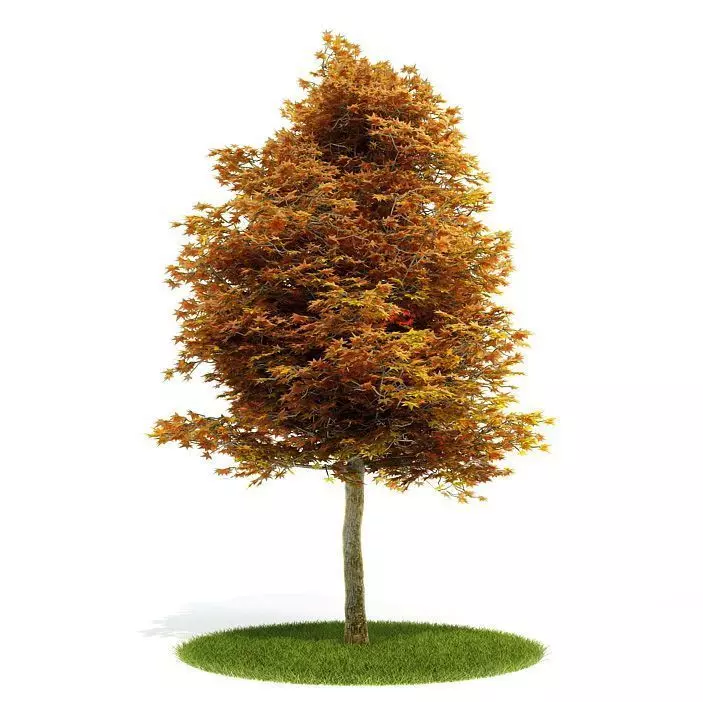Deciduous Tree   Turning Orange 3D model_0