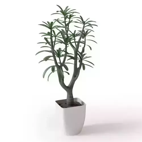 Decorative Plant In A Pot