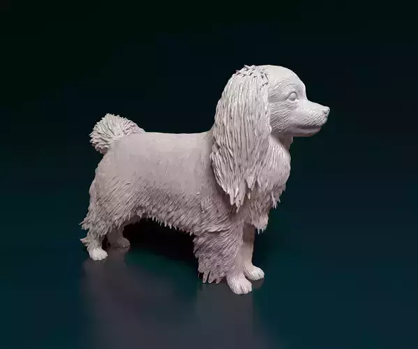 Phalene dog