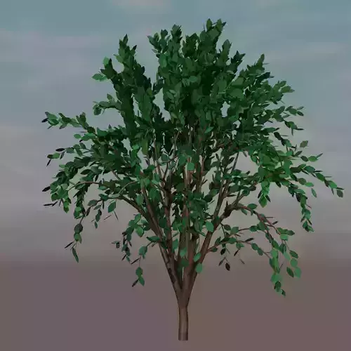 Tree for your beautiful models