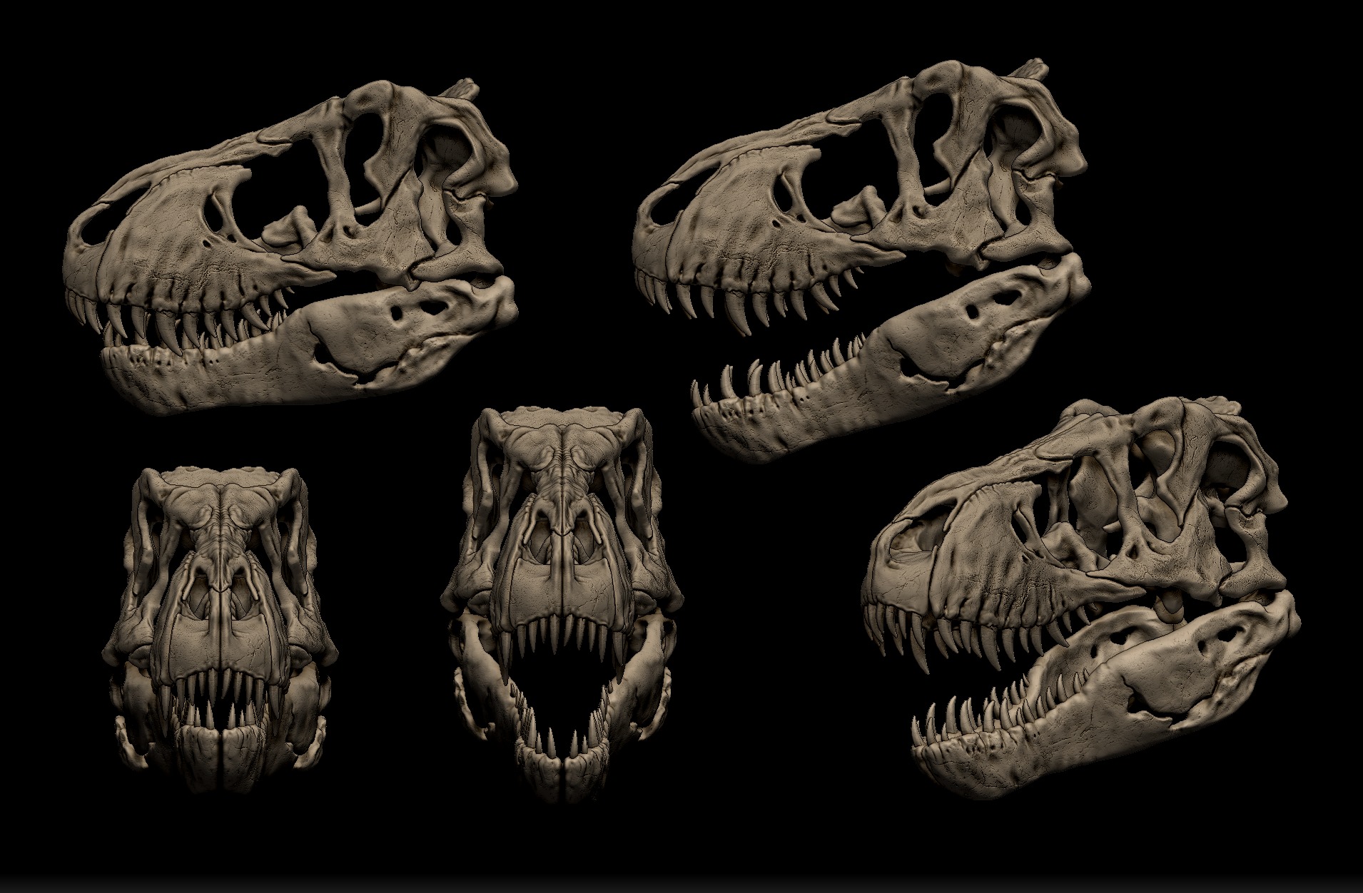 Tyrannosaurus Rex Skull 3D Print Model 3D print model_5