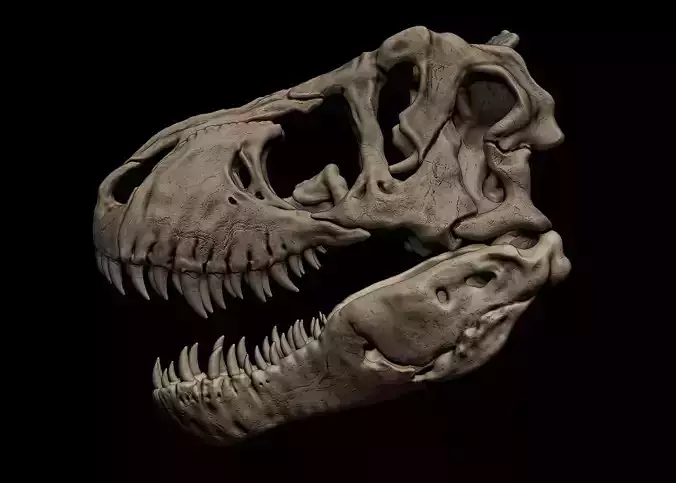 Tyrannosaurus Skull Model ティラノサウルス Amazon.com: WLNTDOLA Tyrannosaurus Jane Skull Model Resin