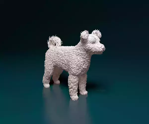 Pumi dog
