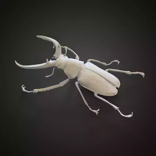 Stag beetle