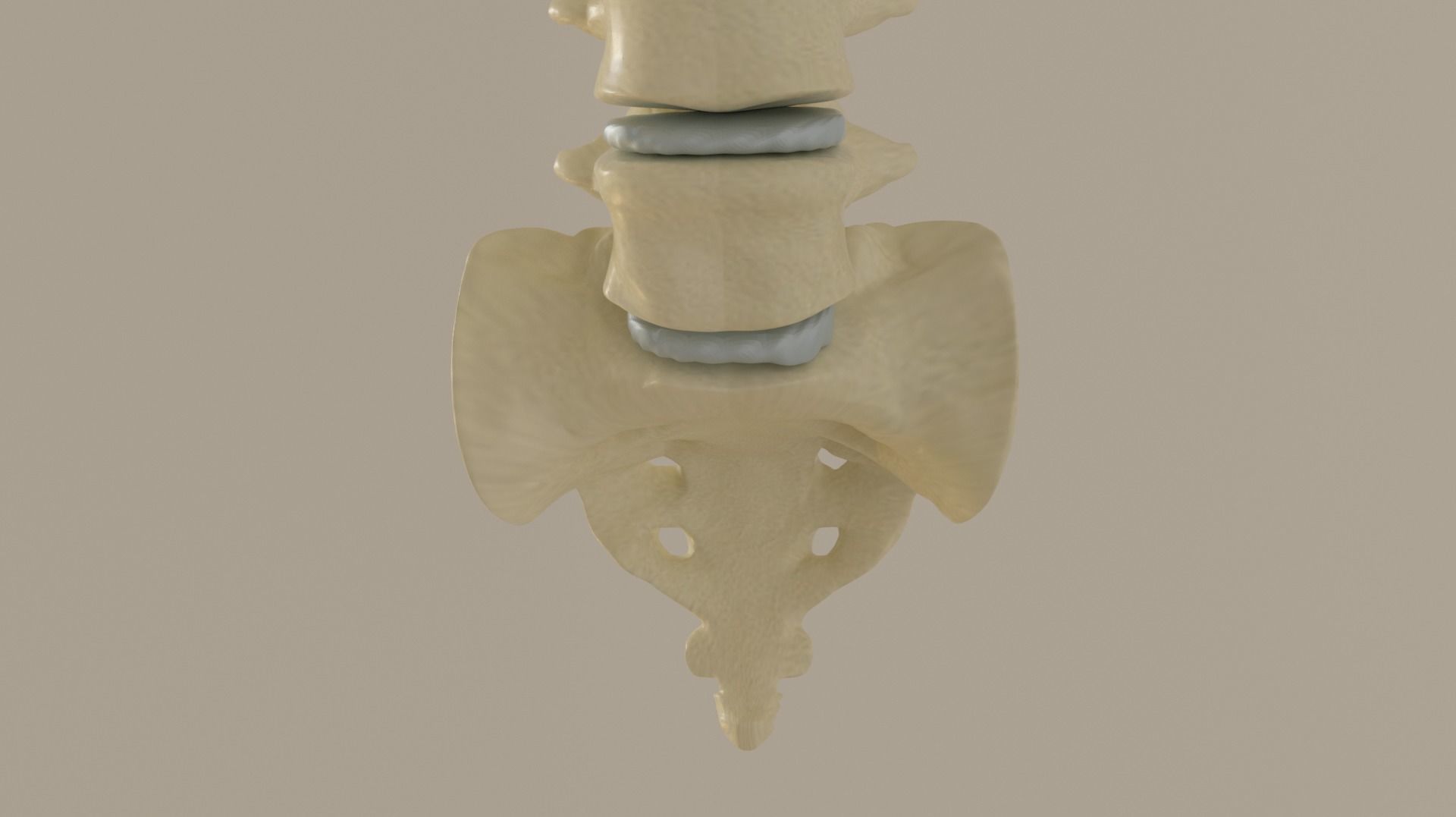Vertebral Column Spinal Cord 3D model Low-poly 3D model_1