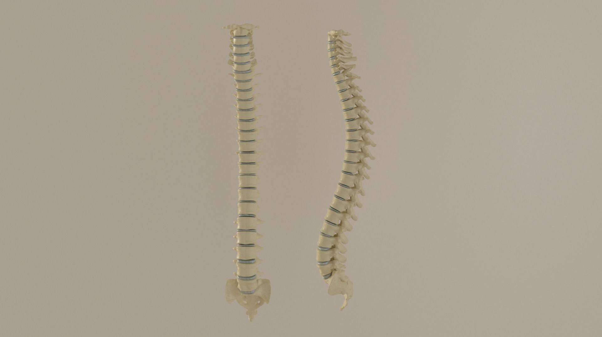 Vertebral Column Spinal Cord 3D model Low-poly 3D model_4