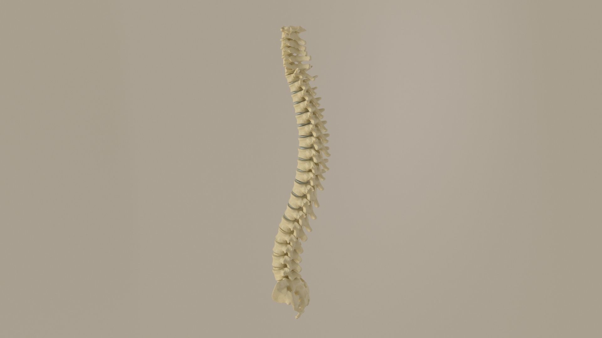 Vertebral Column Spinal Cord 3D model Low-poly 3D model_3