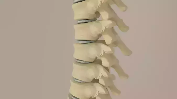 Vertebral Column Spinal Cord 3D model