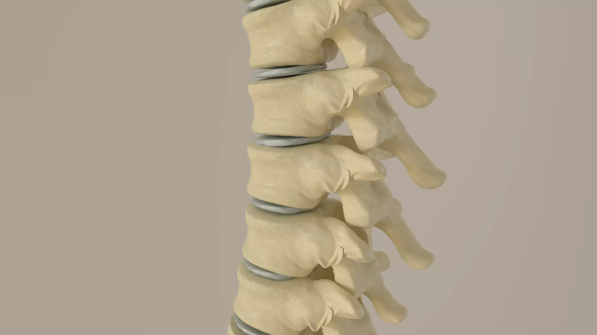 Vertebral Column Spinal Cord 3D model Low-poly 3D model_0
