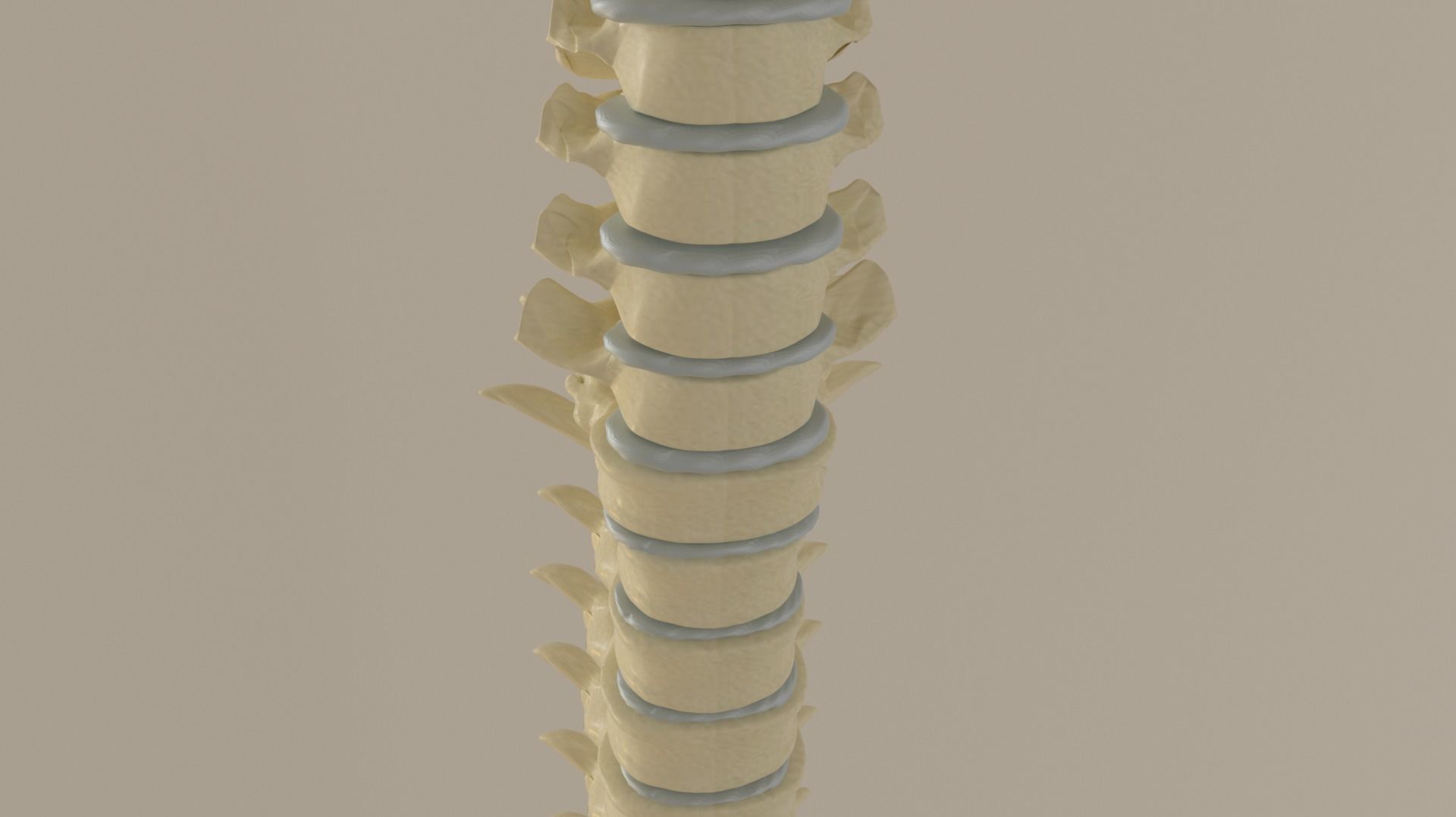 Vertebral Column Spinal Cord 3D model Low-poly 3D model_2