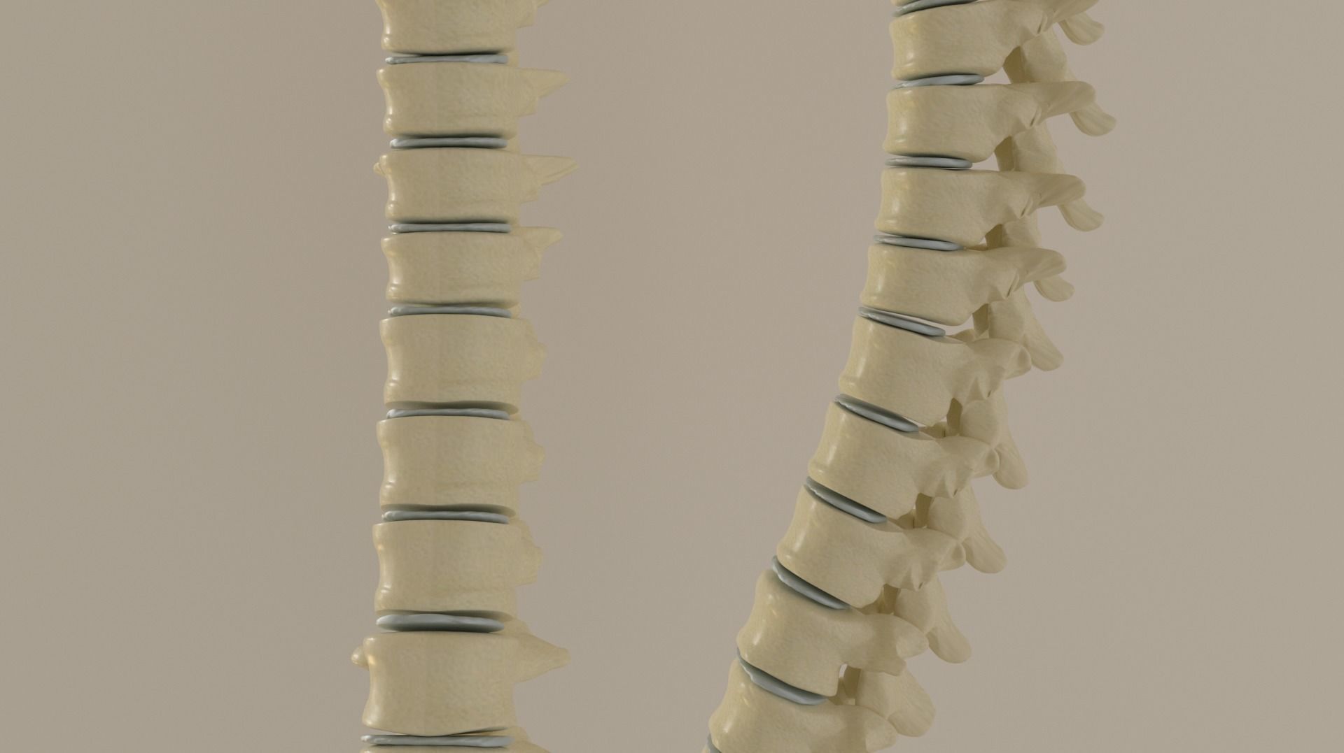 Vertebral Column Spinal Cord 3D model Low-poly 3D model_5
