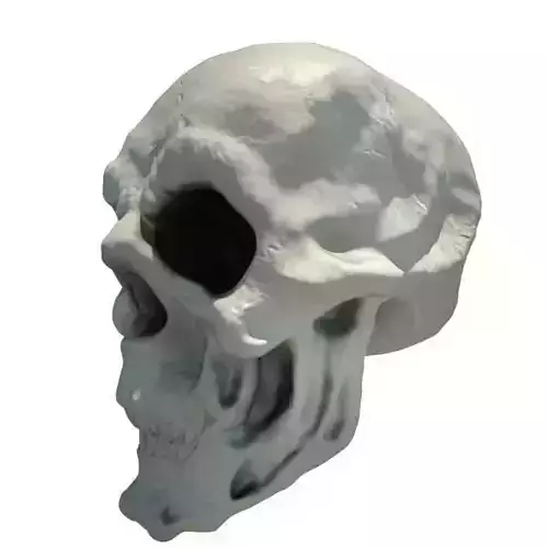 Skull human
