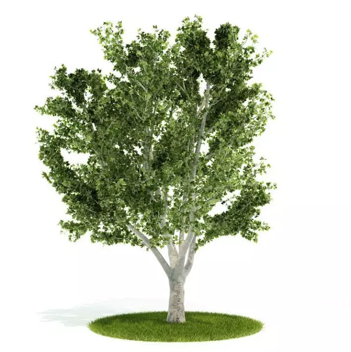 Green Leafy Strong Stemmed Tree 3D model_0