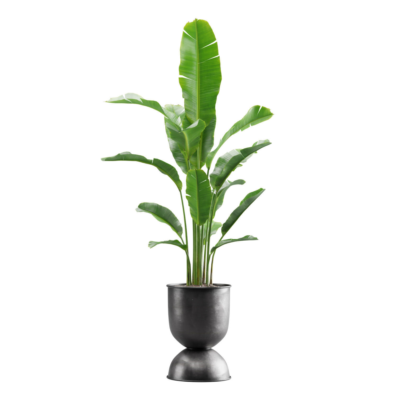Indoor Plants Pack 13 3D model_4