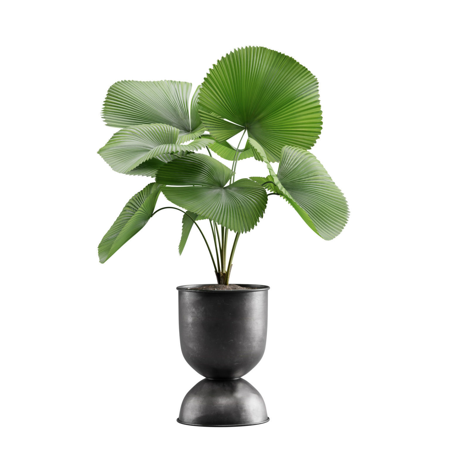Indoor Plants Pack 13 3D model_6