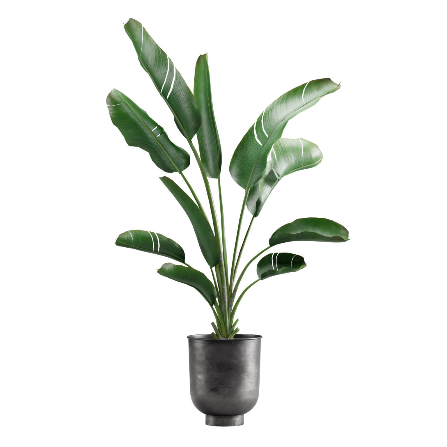 Indoor Plants Pack 13 3D model_2