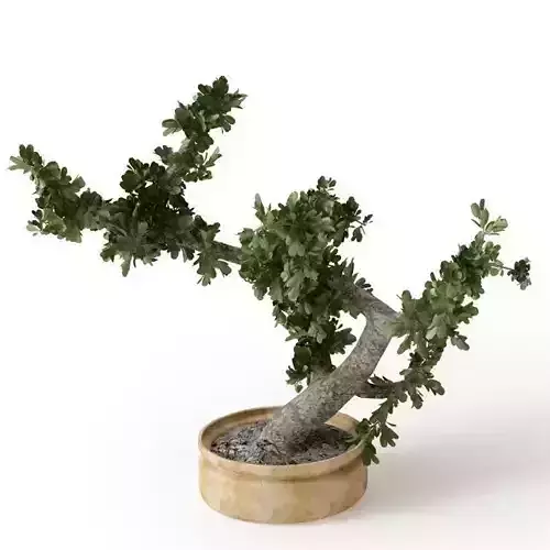 Tiny Tree In A Pot