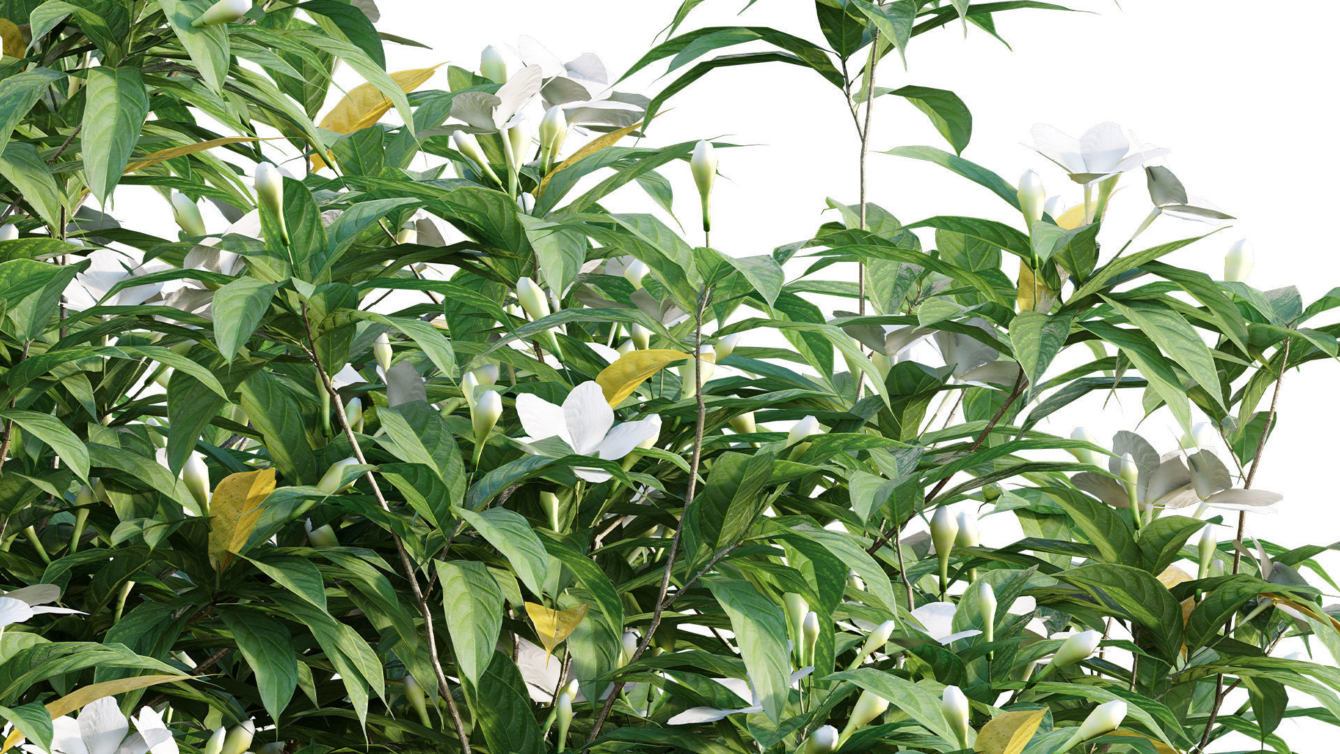 Japanese garden 3D model_62