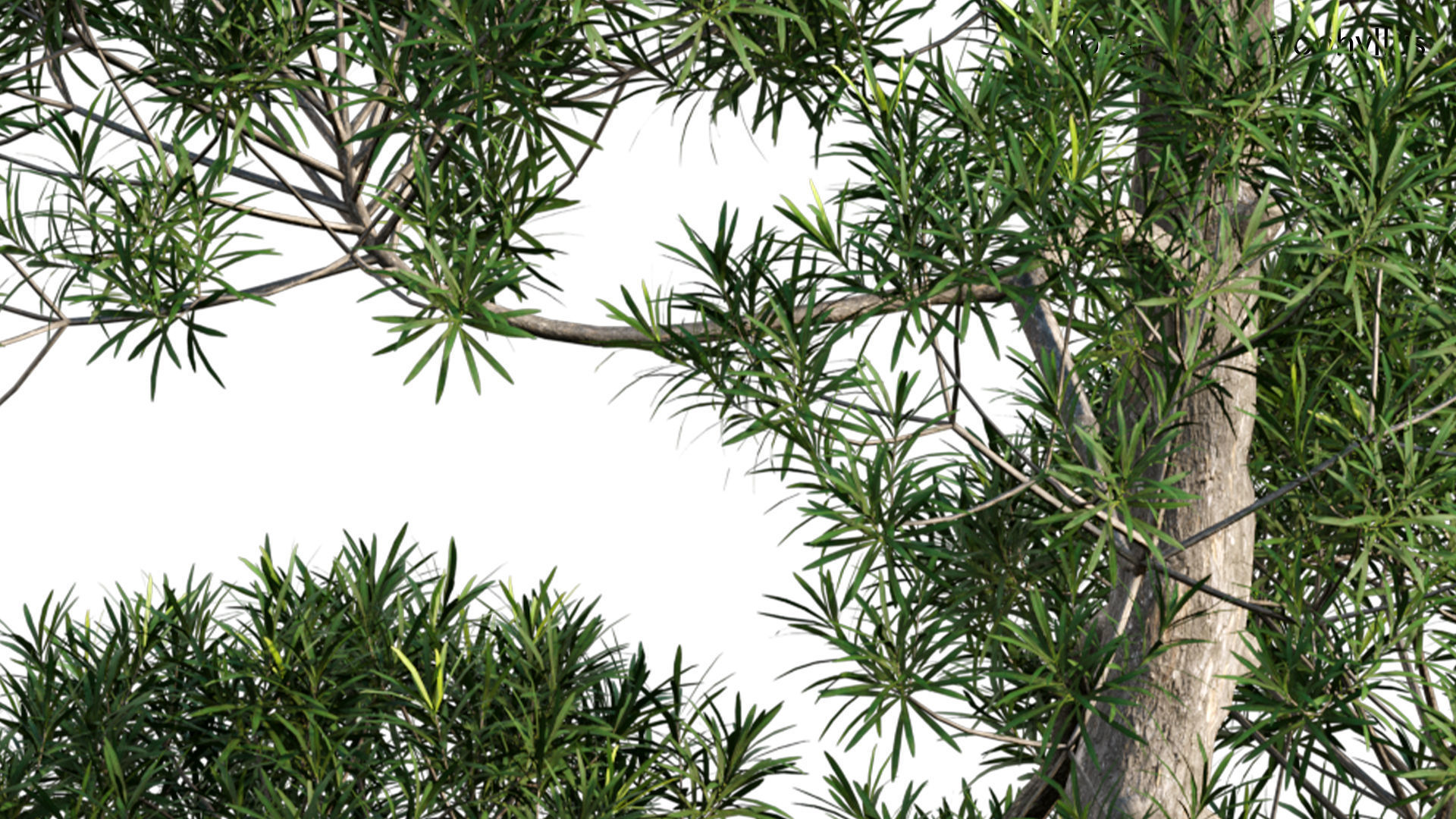 Japanese garden 3D model_59