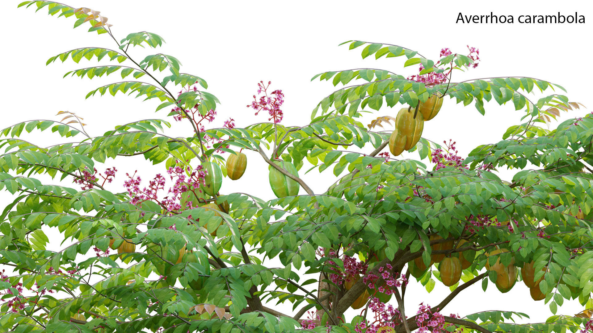 Japanese garden 3D model_5