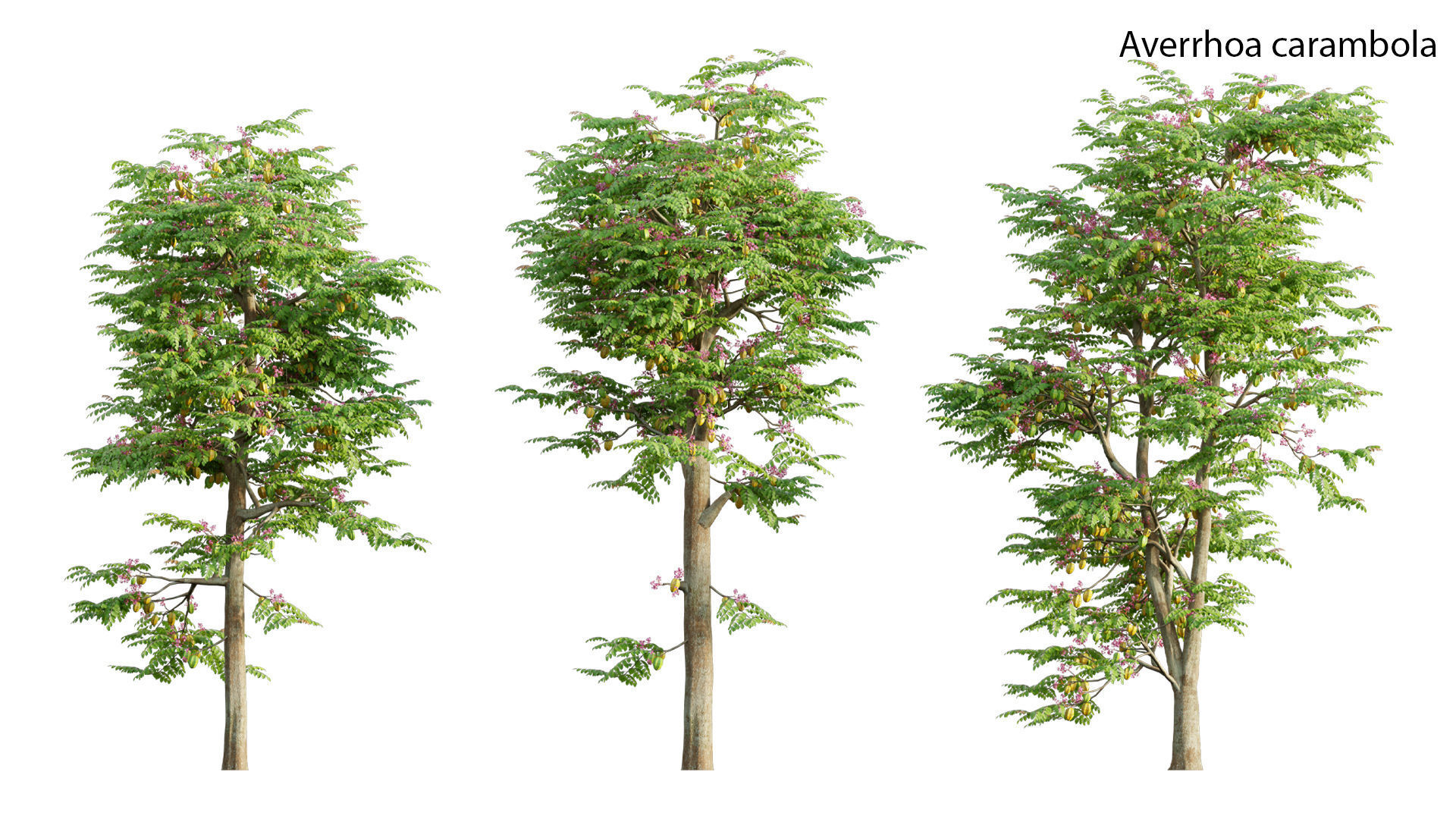 Japanese garden 3D model_4