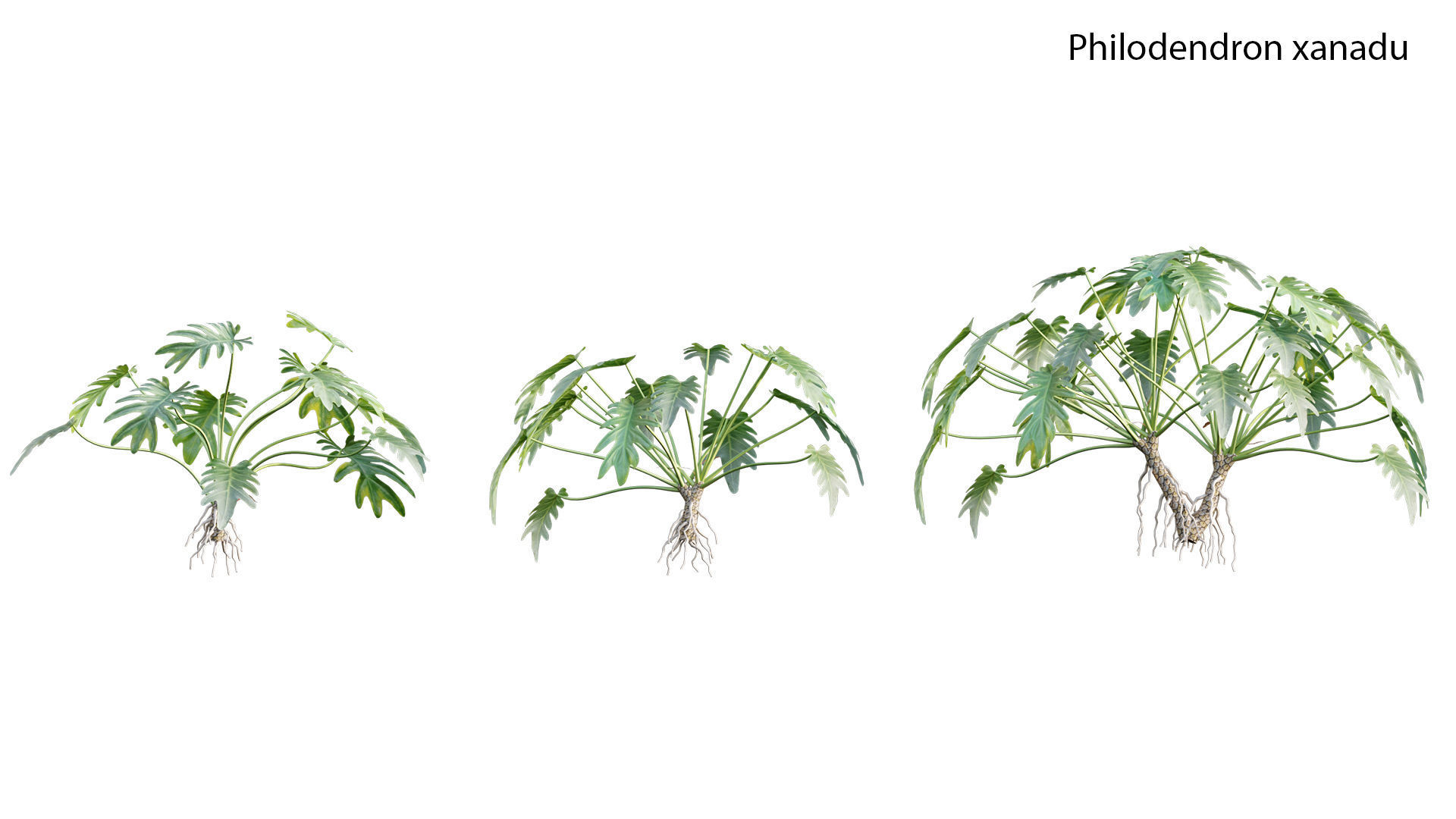 Japanese garden 3D model_38