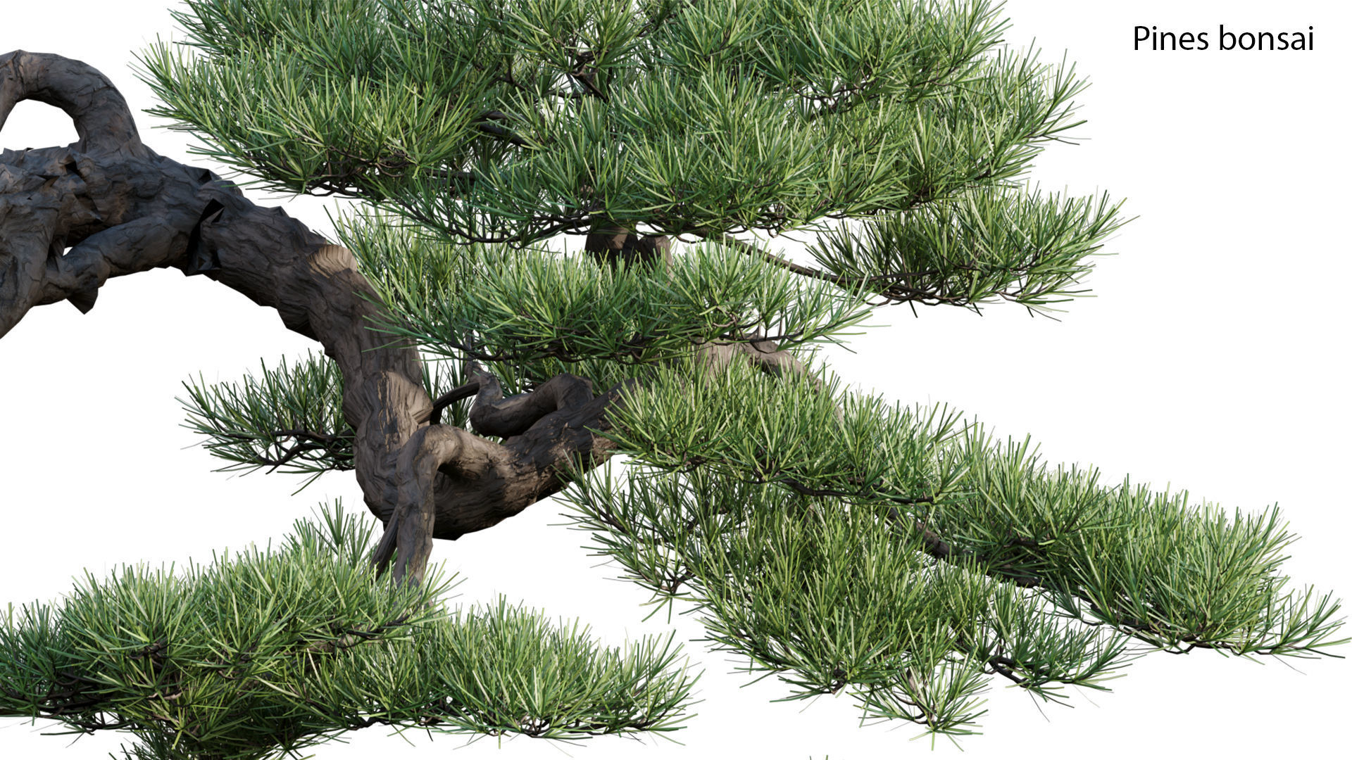 Japanese garden 3D model_49