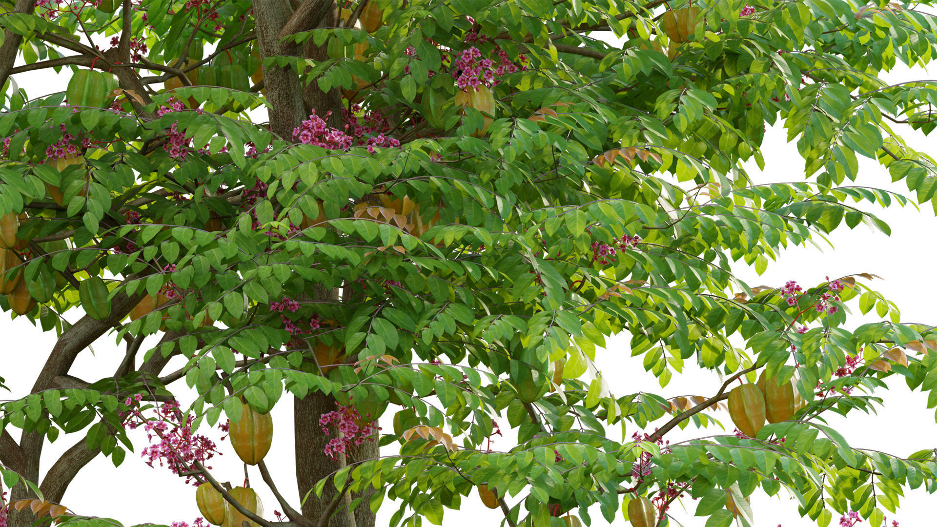 Japanese garden 3D model_8