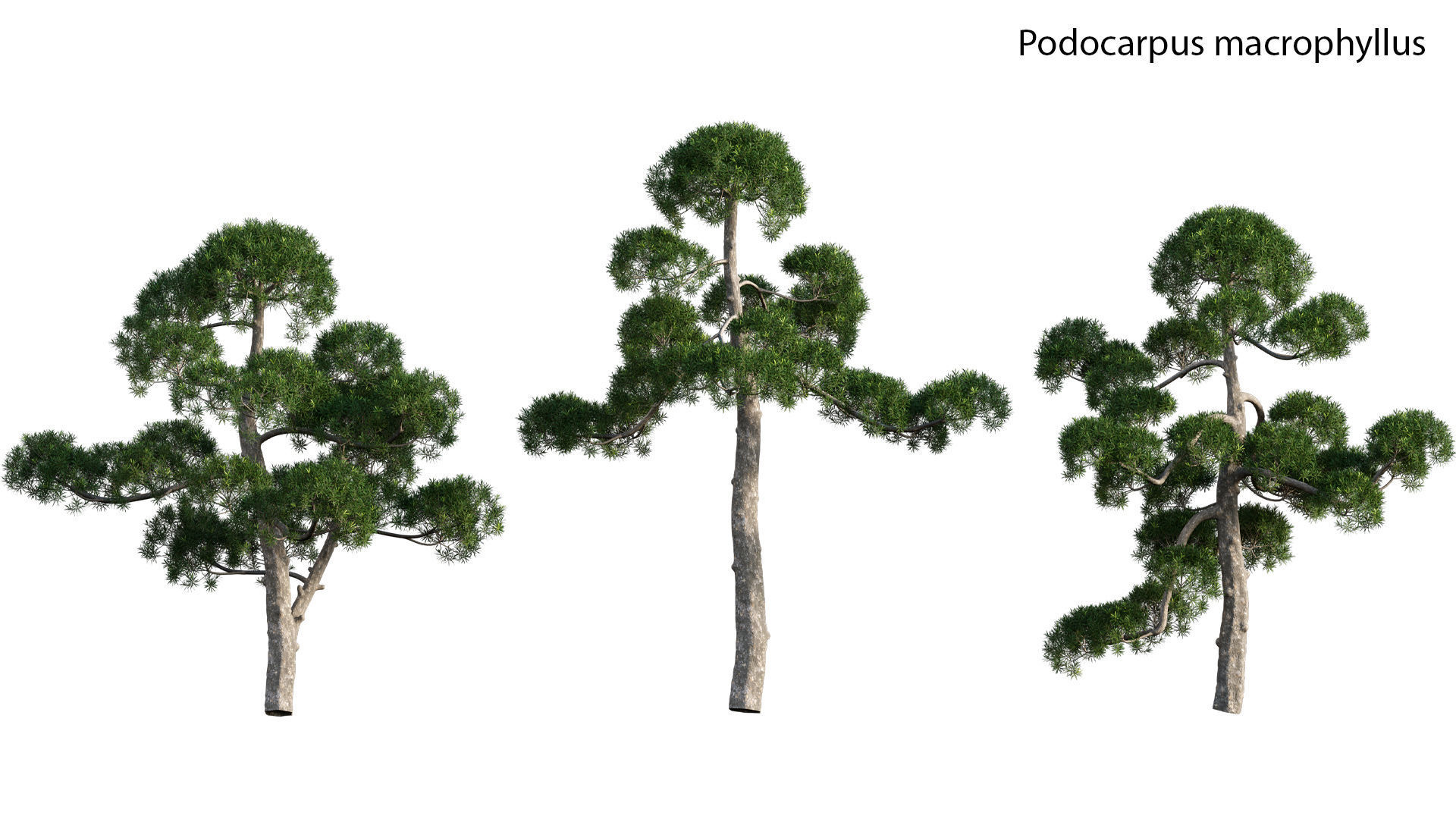 Japanese garden 3D model_56