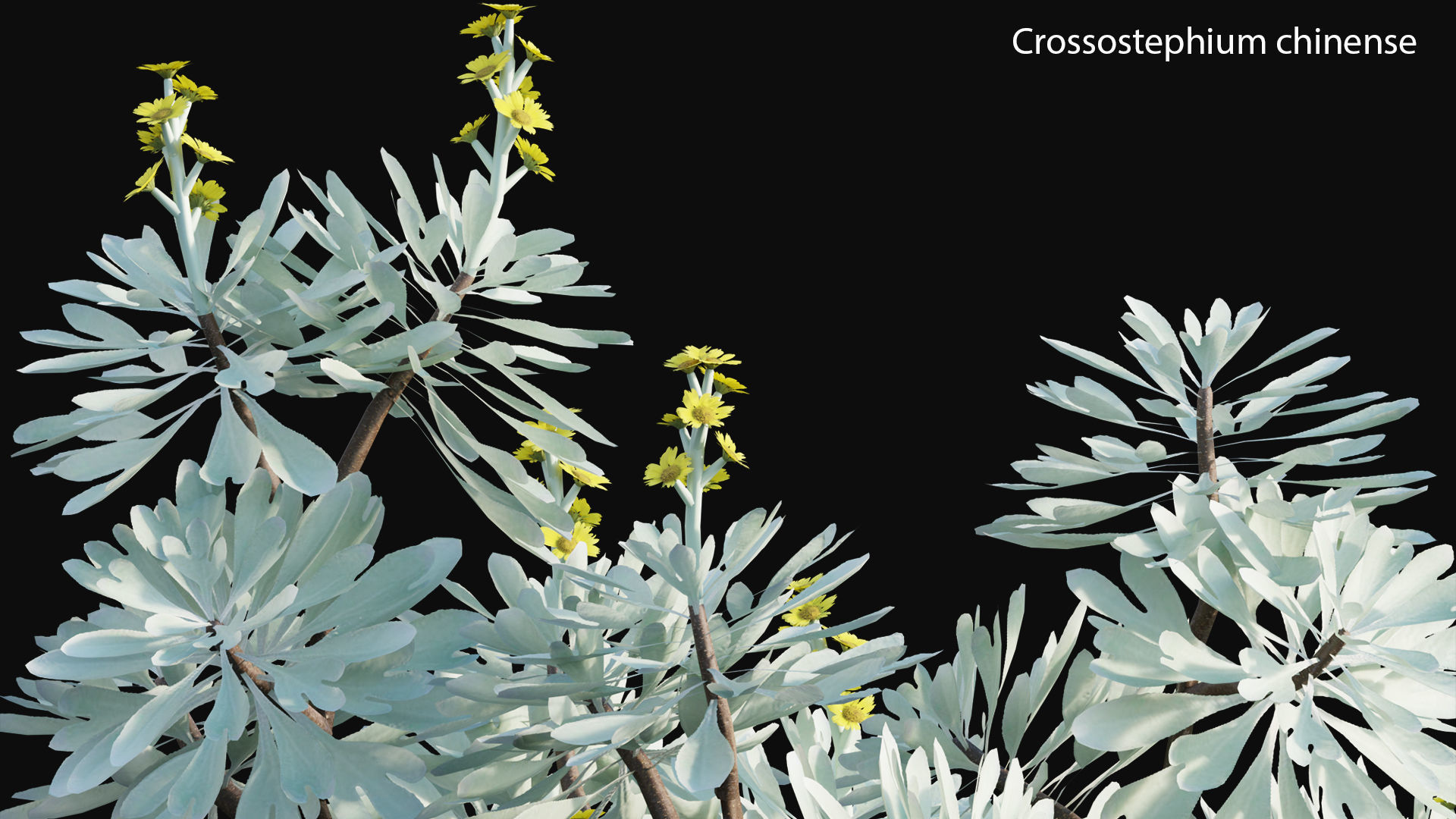 Japanese garden 3D model_18