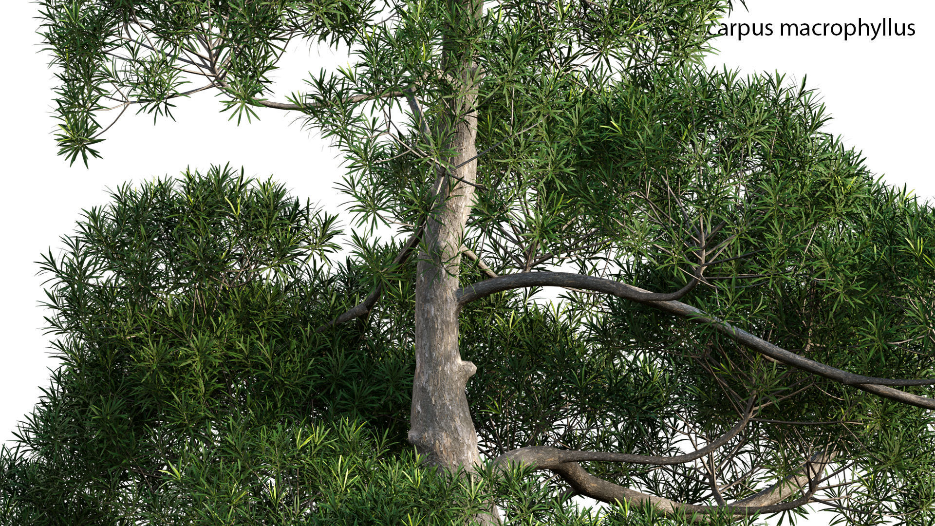 Japanese garden 3D model_57