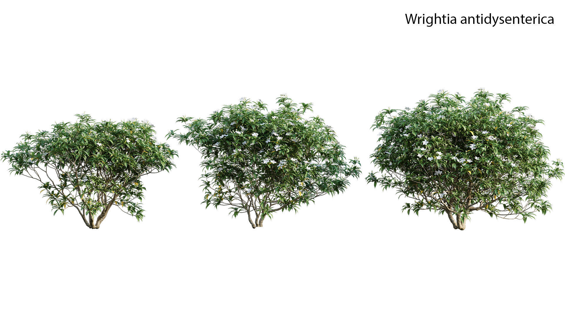 Japanese garden 3D model_61