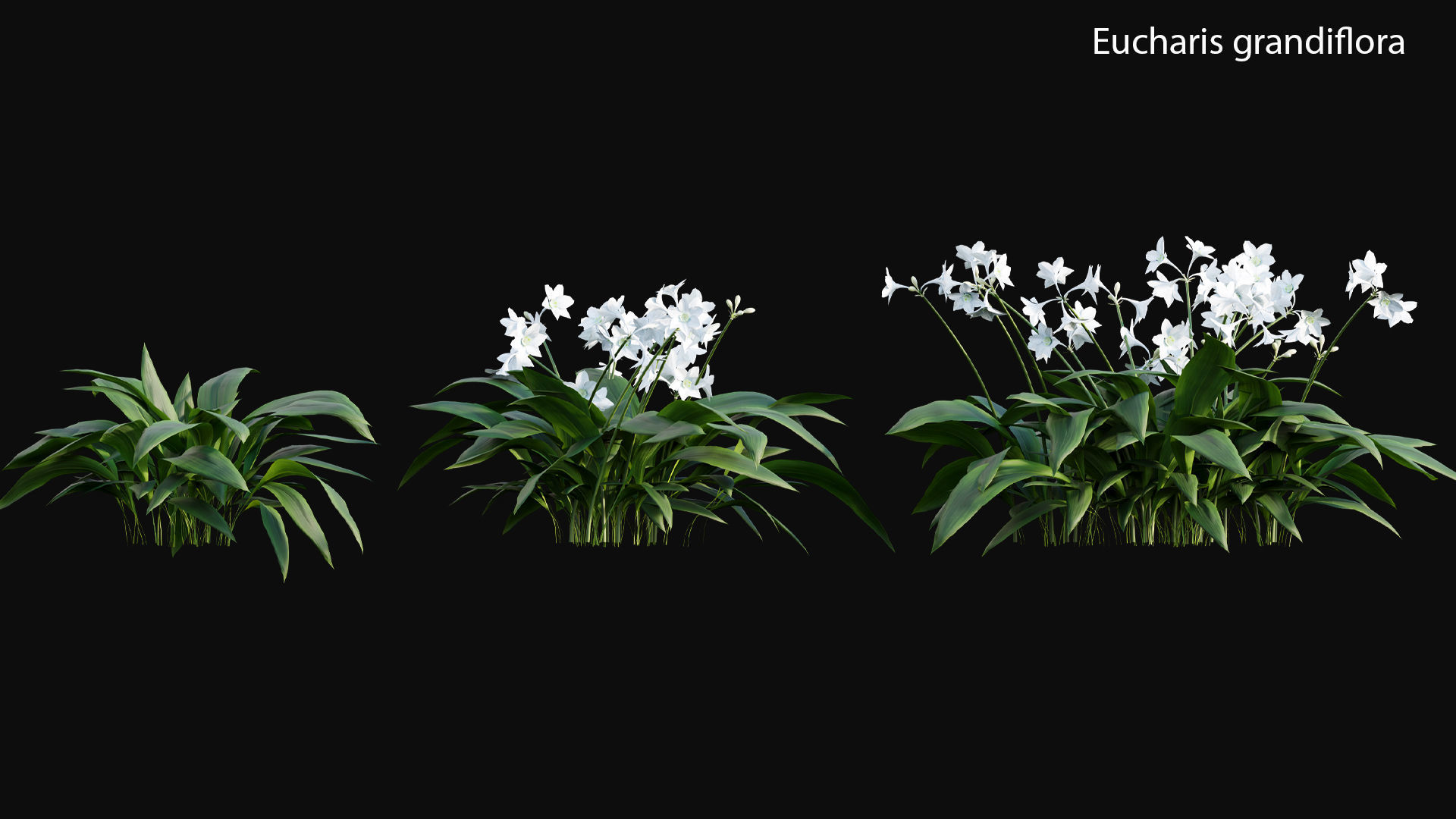 Japanese garden 3D model_24