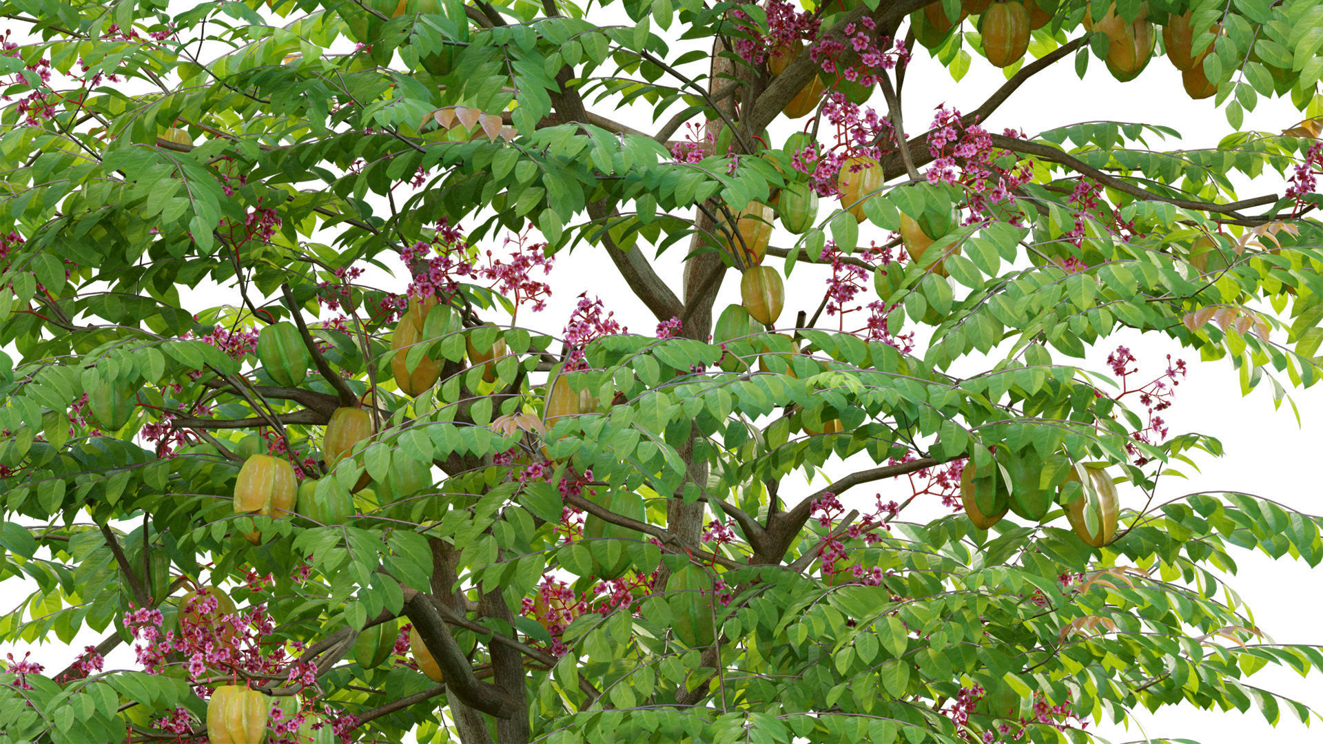 Japanese garden 3D model_7