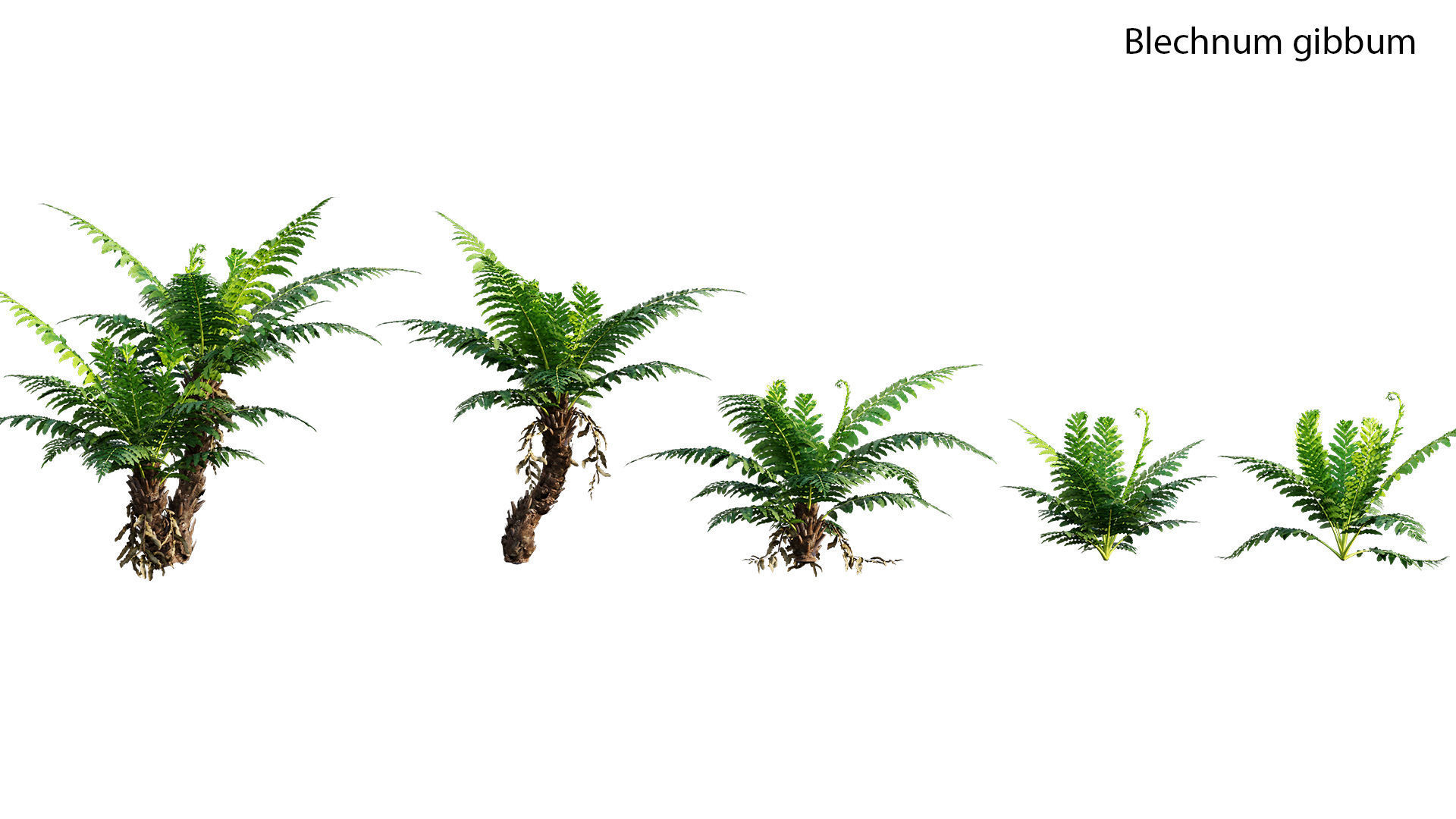 Japanese garden 3D model_11