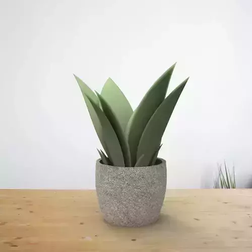 Cactus Plant on Pot