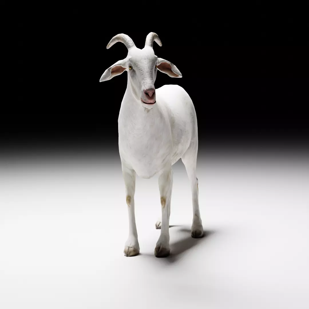 Alpine Goat  3D model_0