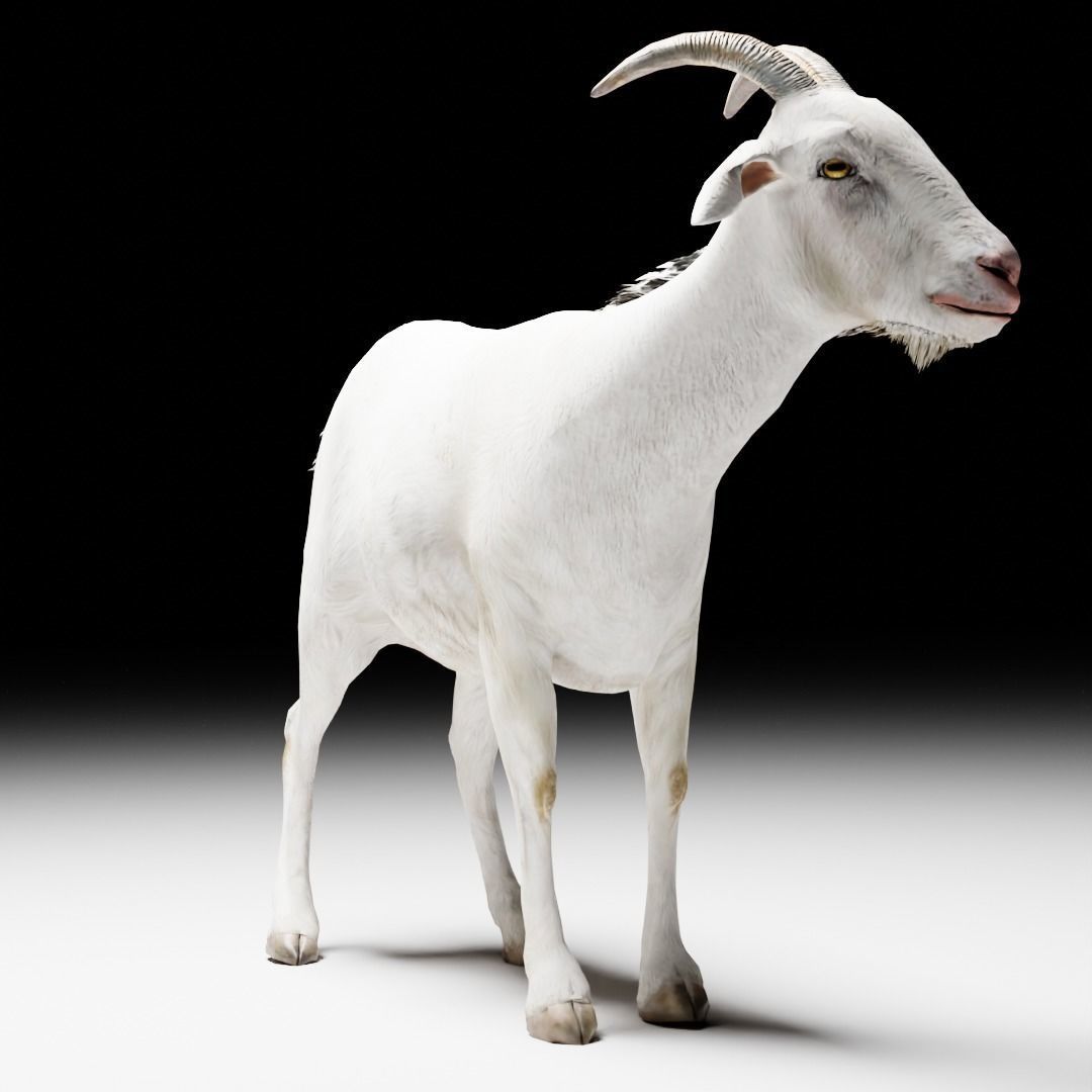 Alpine Goat  3D model_3