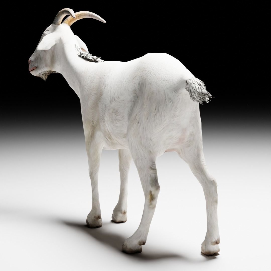 Alpine Goat  3D model_4