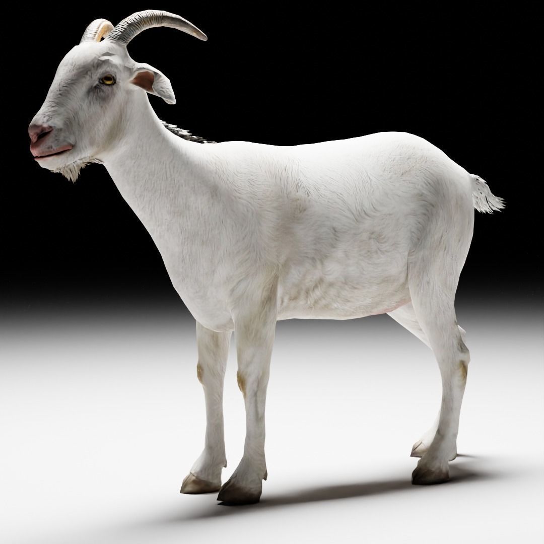 Alpine Goat  3D model_2