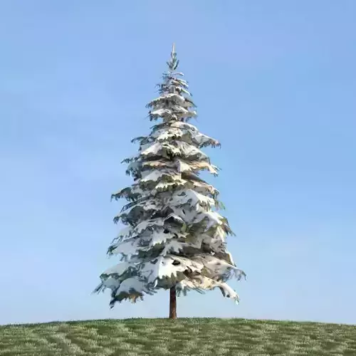 Snow Covered Pine Tree 3D model