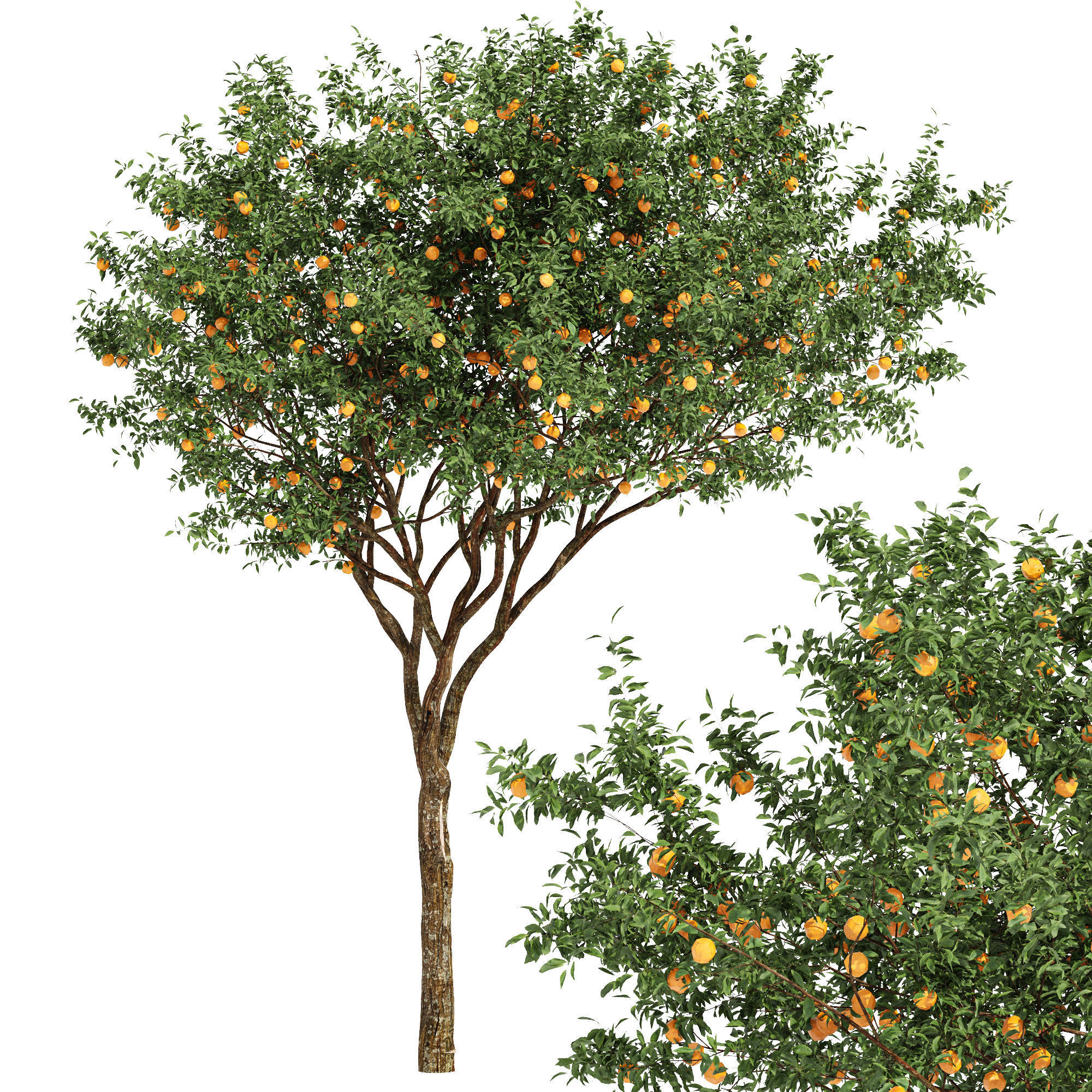 fruit trees orange 2 3D model_1