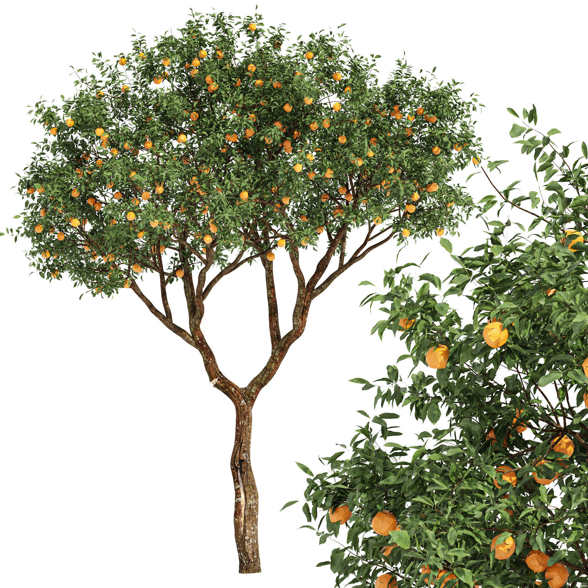 fruit trees orange 2 3D model_2