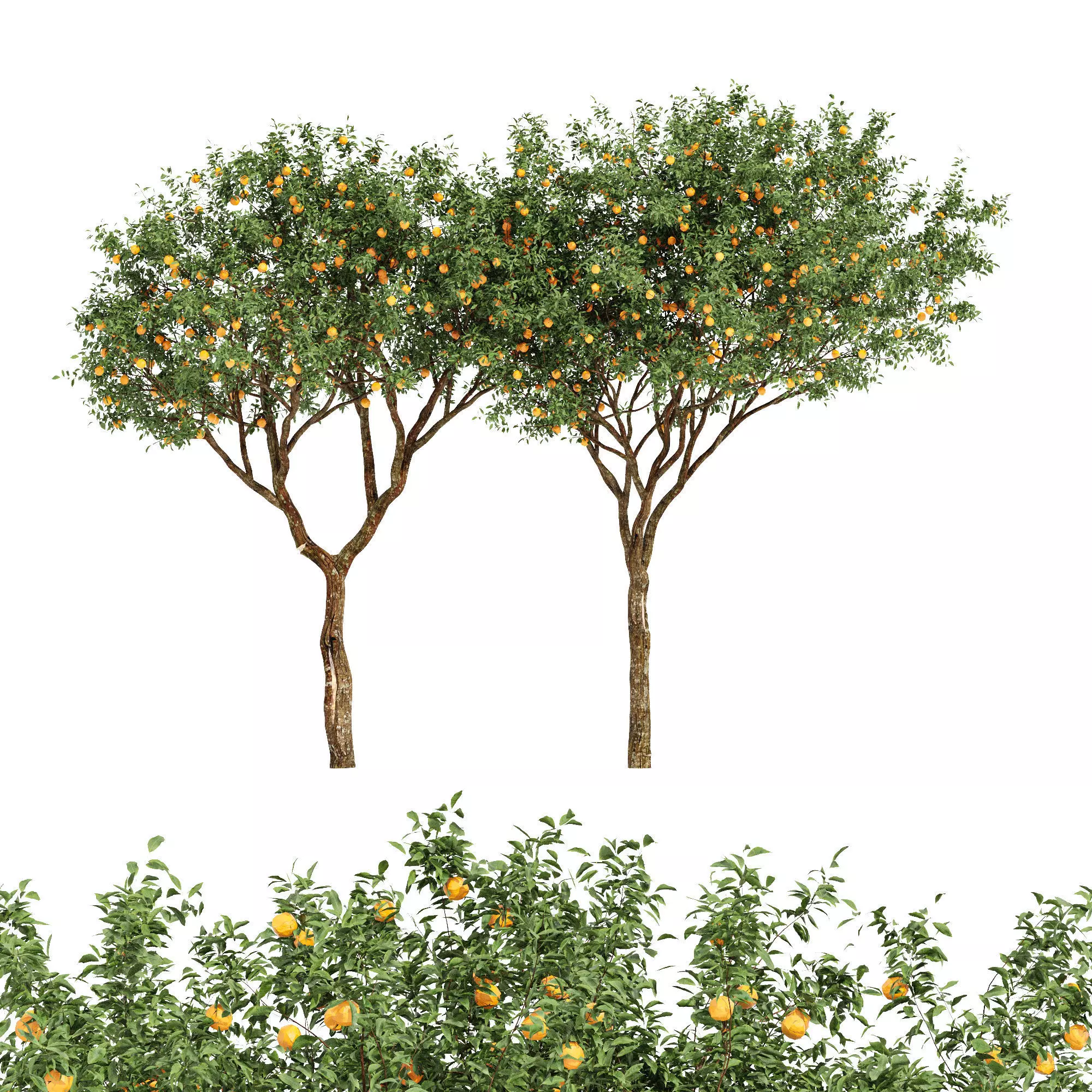 fruit trees orange 2 3D model_0