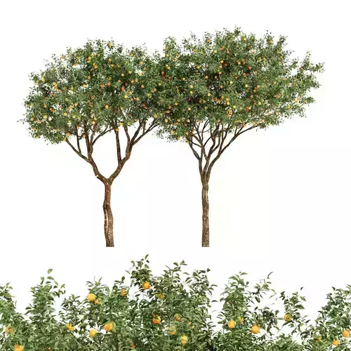 fruit trees orange 2